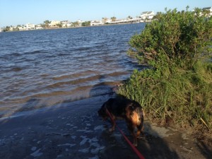 Cody exploring Como Lake