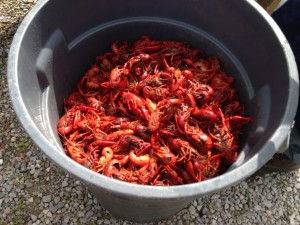 boiled crawfish