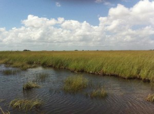 everglades